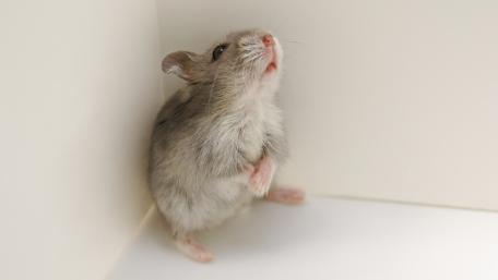 Curious Hamster Exploring Its Surroundings wallpaper