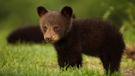 Adorable Bear Cub in Nature Setting wallpaper