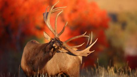 Majestic Elk in Autumn Splendor wallpaper