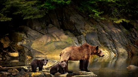 Majestic Grizzly Family in Nature wallpaper