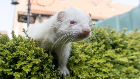 Curious Ferret Exploring Nature wallpaper