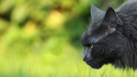 Graceful Gray Cat in Nature's Embrace wallpaper