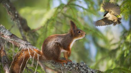Charming Encounter in Nature's Treasures wallpaper