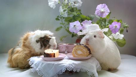 Cute Guinea Pigs Enjoying Tea Time Treats wallpaper