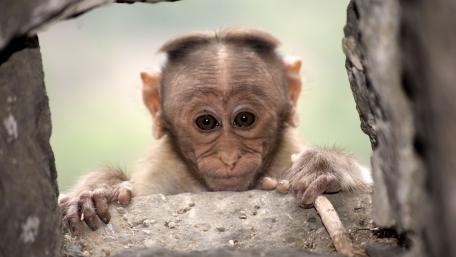 Curious Monkey Peeking Through a Wall wallpaper