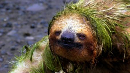 Charming Sloth in Its Natural Habitat wallpaper