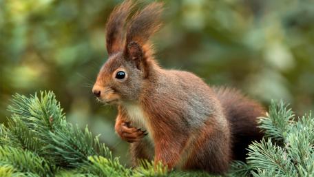 Squirrel Among Evergreen Branches wallpaper