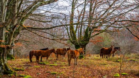 Majestic Horses Among Autumn Trees in Nature's Embrace wallpaper