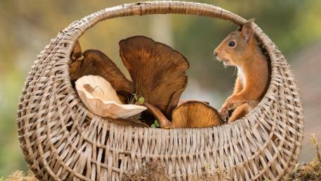 Charming Squirrel with Mushroom Basket Display wallpaper