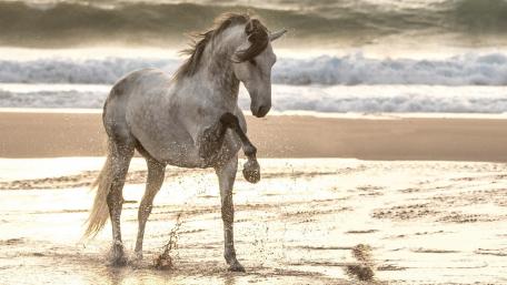 Majestic Horse Galloping on the Shoreline wallpaper