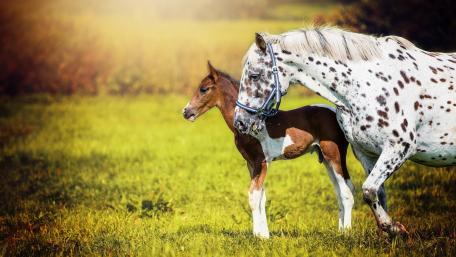 Majestic Horses in a Serene Meadow wallpaper