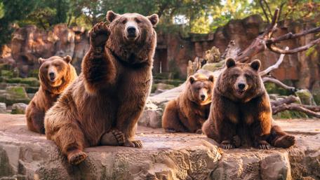 Majestic Bears in Tranquil Habitat wallpaper