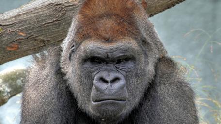 Majestic Gorilla in Natural Habitat wallpaper