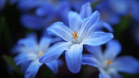 Blue Star Flowers in Blooming Beauty wallpaper