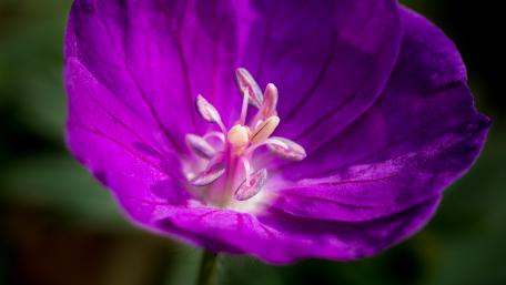 Vibrant Purple Flower Close-up Experience Nature's Beauty wallpaper