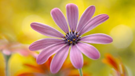 Delicate Petals of Nature's Beauty wallpaper