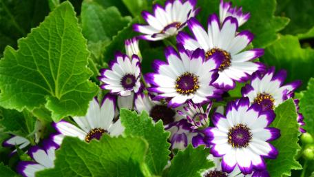 Vibrant Purple and White Blossoms Adorn Lush Green Foliage wallpaper