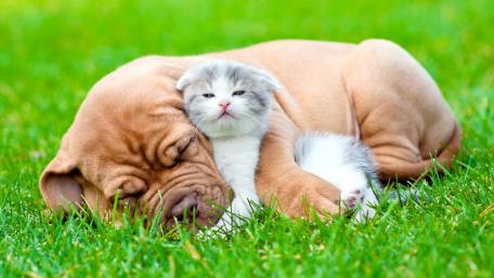 Cute Puppy and Kitten Cozy Together on Grass wallpaper