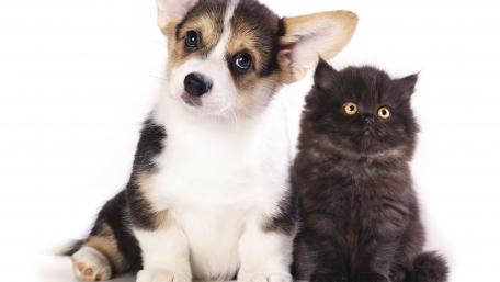 Cute Puppy and Kitten Friends Together wallpaper