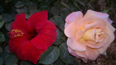 Blooming Beauty in Vibrant Colors wallpaper