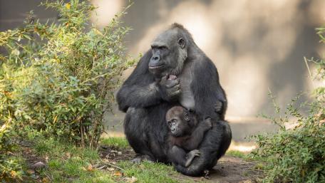 Gentle Bond Between Mother and Baby Gorilla wallpaper