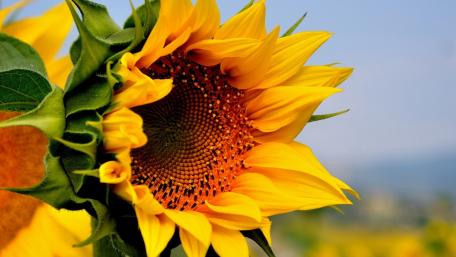 Golden Sunflower Beauty in Bloom wallpaper
