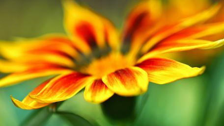 Vibrant Blooming Flower in Focus wallpaper