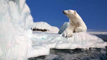 Majestic Polar Bear on an Icy Landscape wallpaper