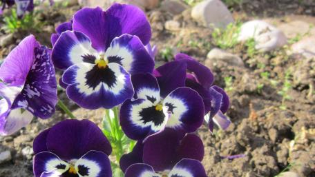Vibrant Purple Pansies in Bloom wallpaper