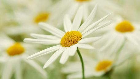 Bright and Cheerful Daisy Close-Up Wallpaper wallpaper