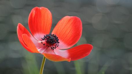 Vibrant Red Flower in Soft Focus wallpaper