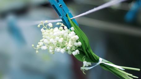 Delicate Lily of the Valley in Blooming Elegance wallpaper