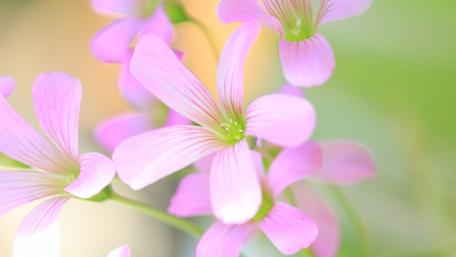 Delicate Pink Flower Blossoms Brighten Your Space wallpaper