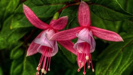Delicate Pink Fuchsia Blossoms in Bloom wallpaper