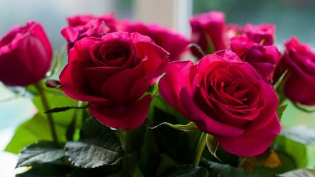 Vibrant Red Roses for a Touch of Elegance wallpaper