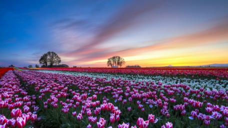 Vibrant Tulip Fields at Sunset Glow wallpaper