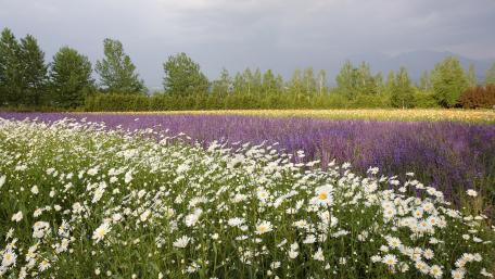 Vibrant Floral Field Under a Cloudy Sky wallpaper