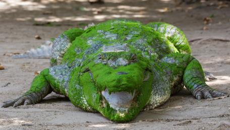 Lush Green-Covered Alligator Relaxing in Nature wallpaper