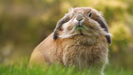 Charming Rabbit in a Natural Setting wallpaper