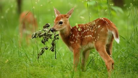 Sweet Fawn in Lush Greenery wallpaper