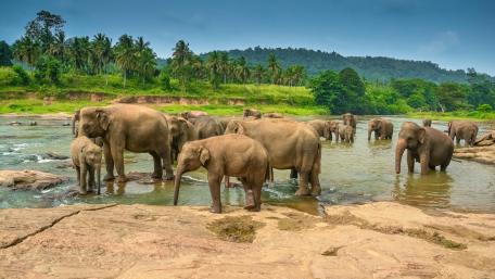 Majestic Elephants in Tranquil Waters wallpaper