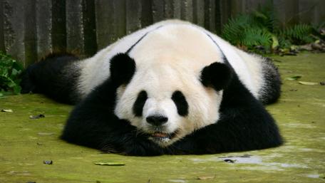 Gentle Giant of the Bamboo Forests wallpaper