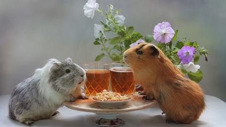 Cute Guinea Pigs Enjoying a Refreshing Treats Moment wallpaper