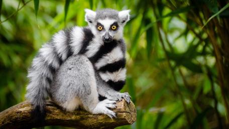 Intriguing Lemur Captivates Nature Lovers wallpaper