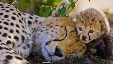 Tender Moments Between Cheetah Mother and Cub wallpaper