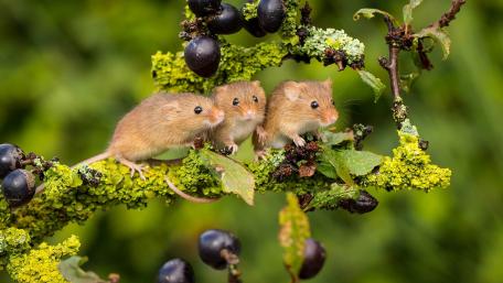 Adorable Mice on a Vibrant Green Branch wallpaper