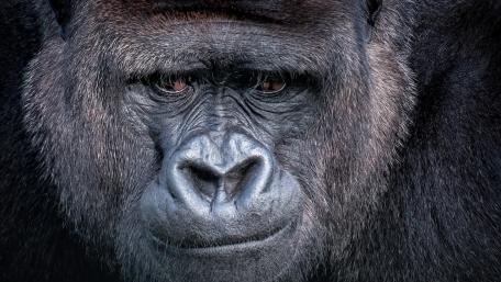 Majestic Gorilla Close-Up Wallpaper wallpaper