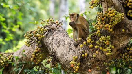Curious Monkey in a Fruitful Tree wallpaper