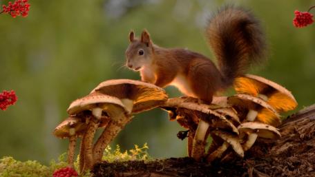 Squirrel Exploring Vibrant Mushrooms Among Nature's Wonders wallpaper