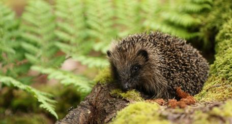 Charming Hedgehog in a Lush Forest Setting wallpaper